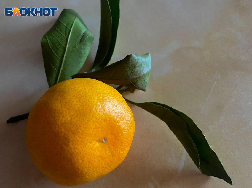 В Россию хотели провезти из Абхазии более 12 тонн мандаринов, зараженных клопами  