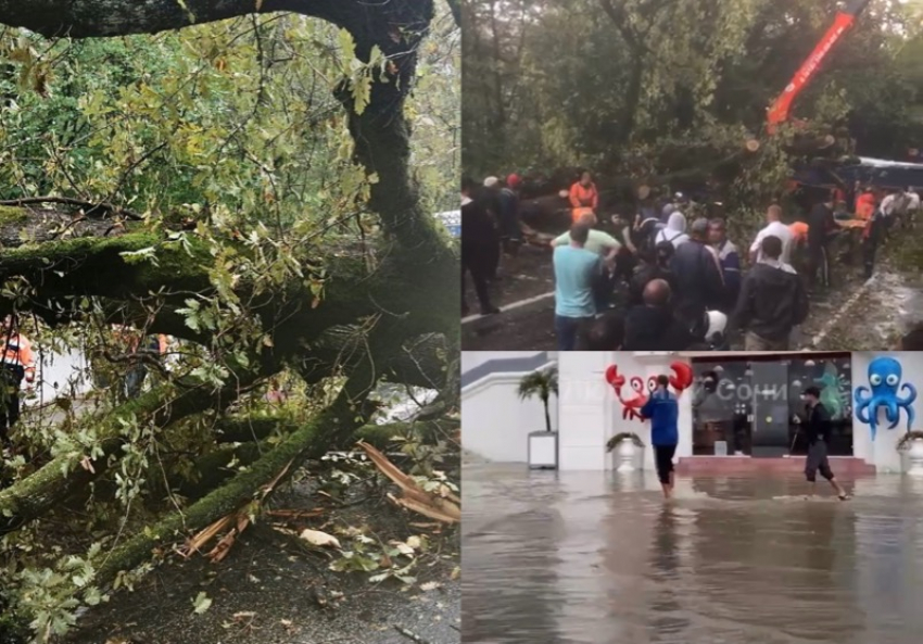 Шторм повалил дерево на проезжую часть и забор “Кинотавра”, улицы снова затопило: последствия шторма 21 сентября