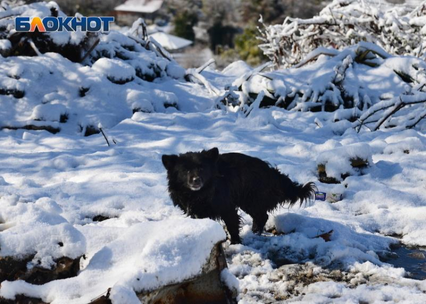 Сочинский приют для собак получил тонну корма от игорной зоны «Красная Поляна»