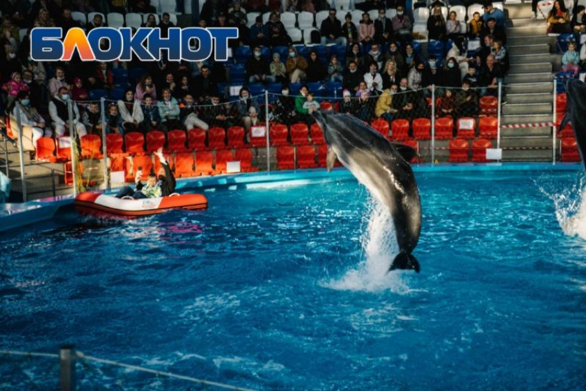 В Сочи появится стационарный центр помощи редким дельфинам 