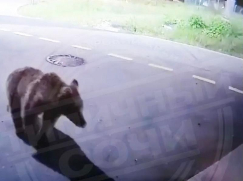 Голодный медведь пришел к ресторану в Сочи