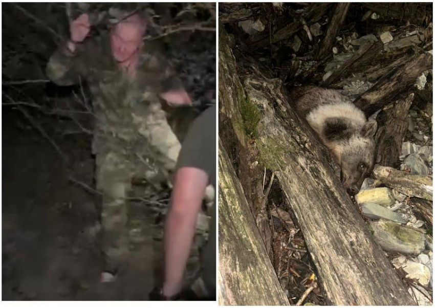 В Сочи задержали браконьера, убившего бурого медведя