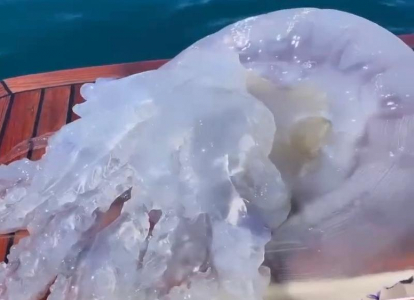 Гигантскую медузу выловили туристы в Черном море