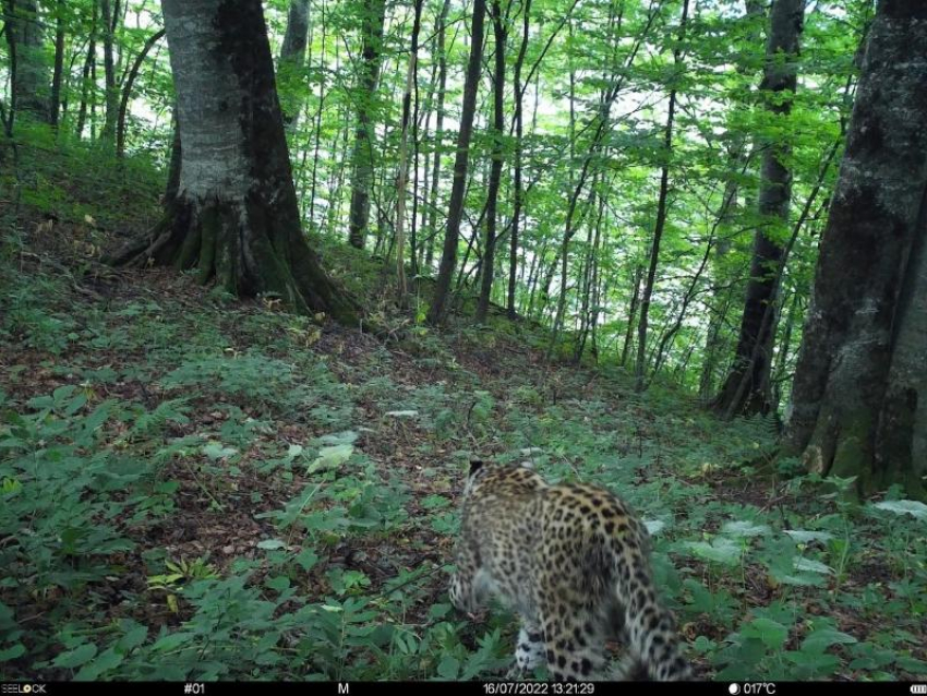 Самка леопарда из Сочи попала в фотоловушку 