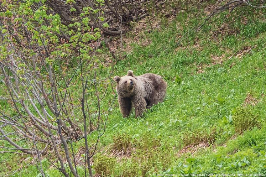 В Сочи туристы на прогулке столкнулись с медведем
