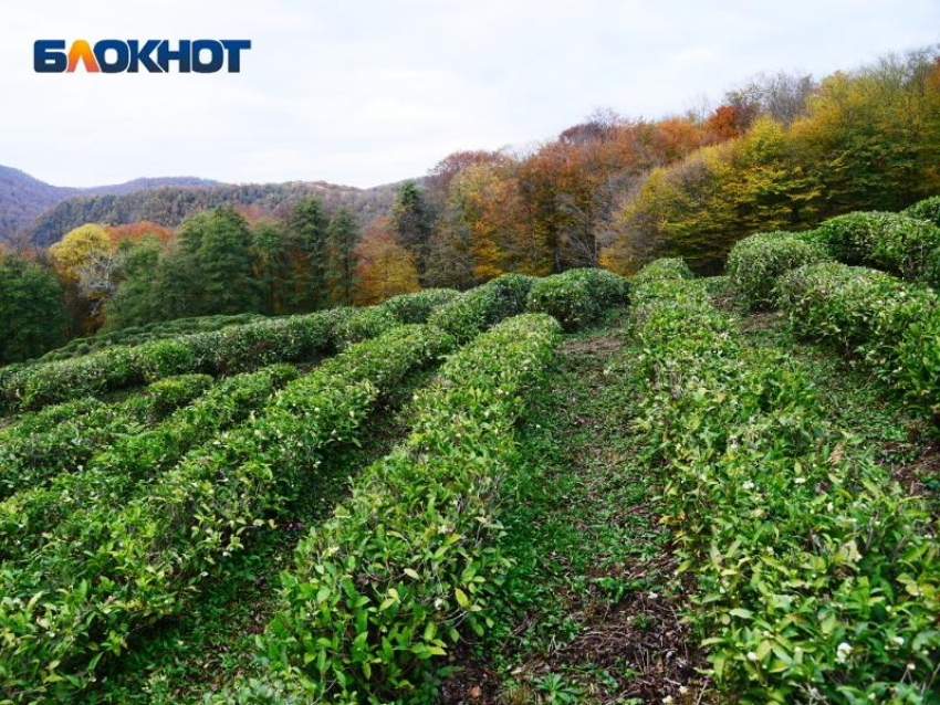 Более 41% чайных плантаций Сочи подлежат восстановлению