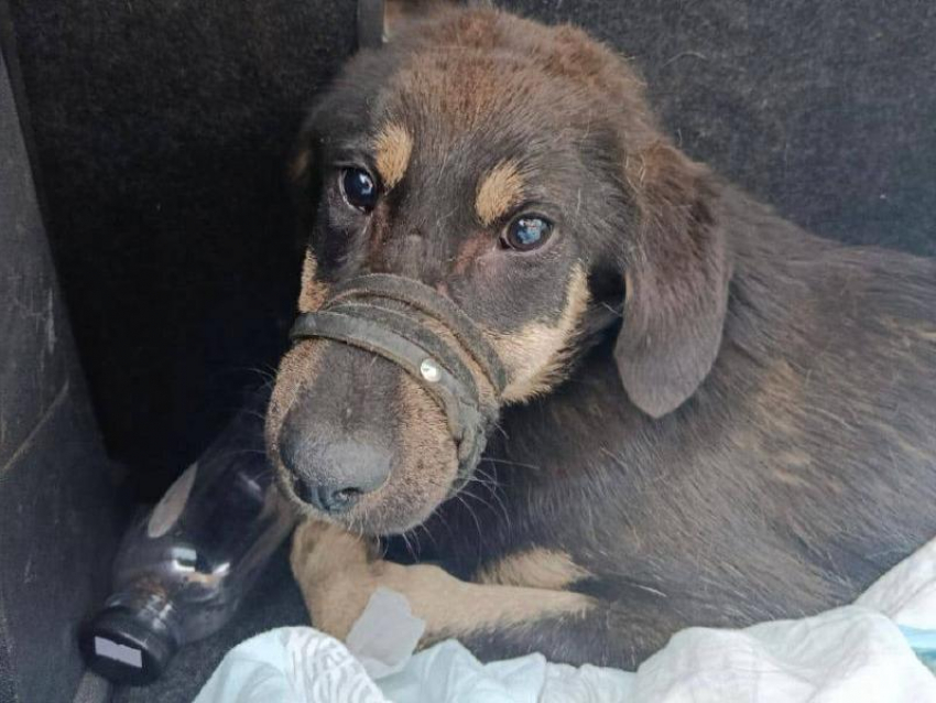 Не дайте малышу умереть: в Сочи живодер расстрелял щенка, сделав из него инвалида