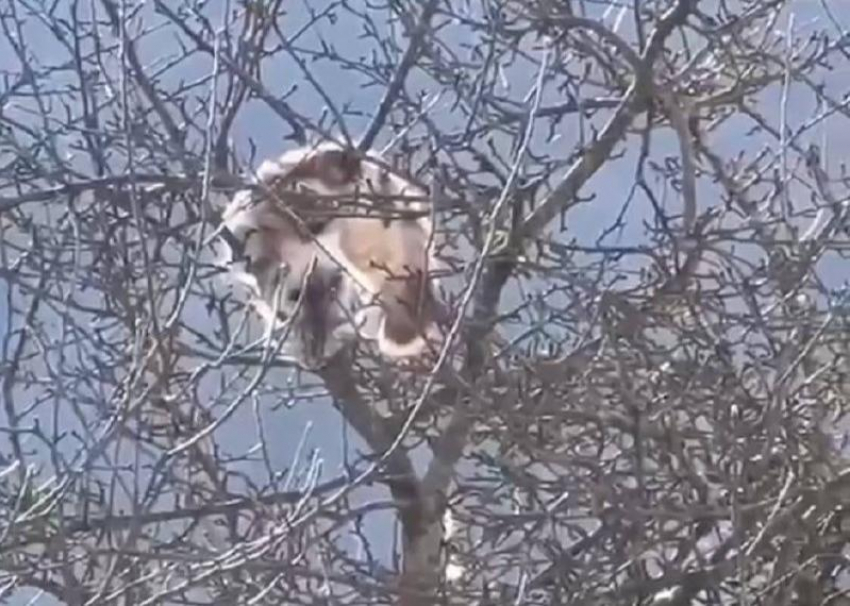 Неравнодушные сочинцы спасли кошку, застрявшую на дереве 