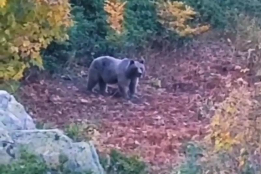 Огромный медведь вышел к людям в сочинских горах 