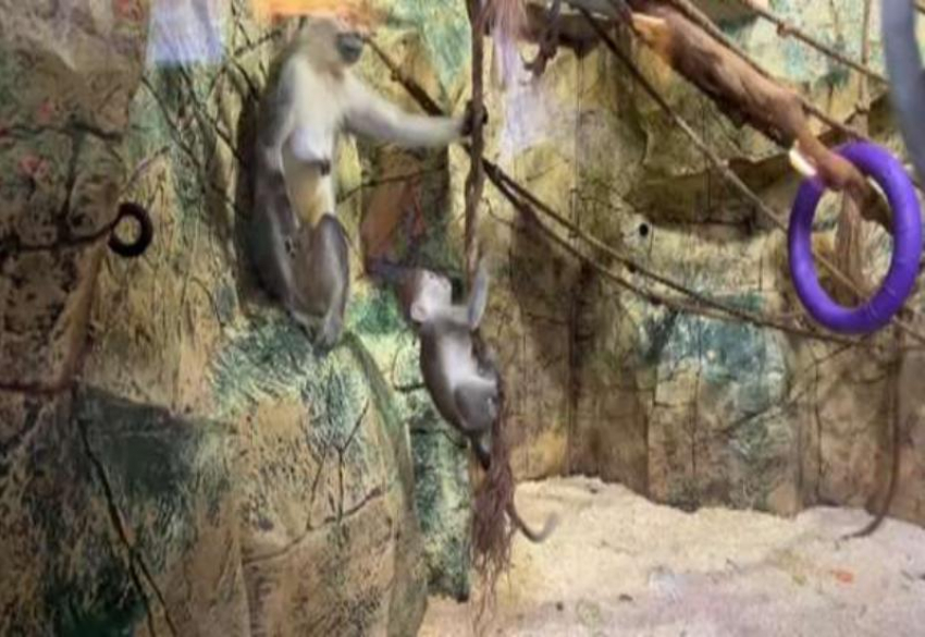 Детеныш зеленой мартышки родился в зоопарке Сочи
