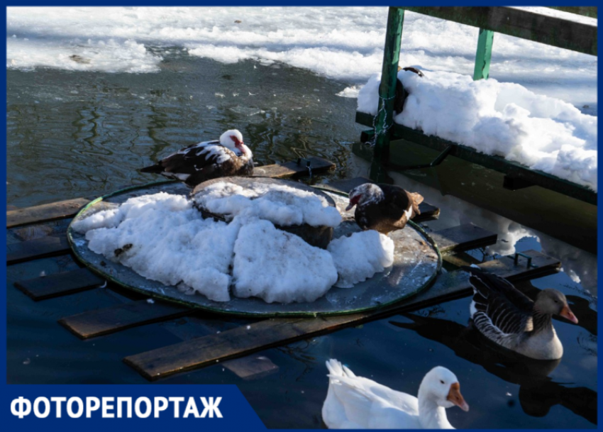 Серая шейка: в Кавказском заповеднике дети изучили мир водоплавающих птиц