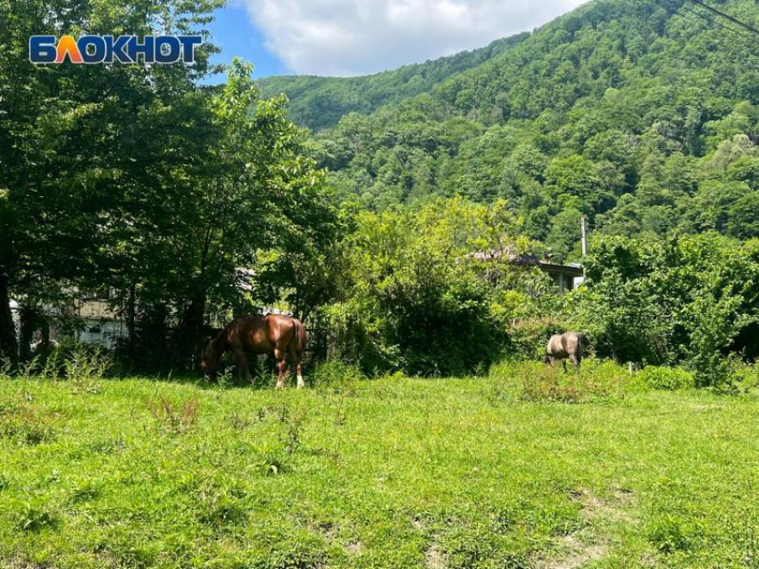 Председатель СНТ «Меркурий» подделала документы, чтобы получить земли Сочинского нацпарка