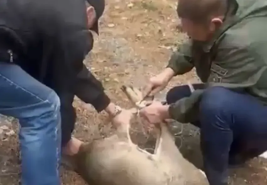 Молодой олень забежал в торговый центр в Сочи