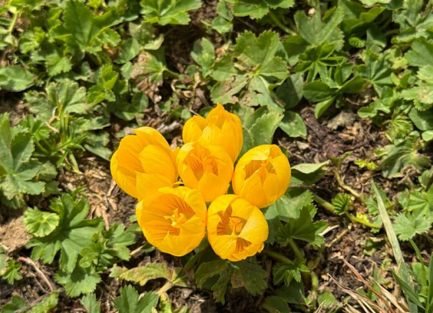 Два вида крокусов зацвели в горах Сочи