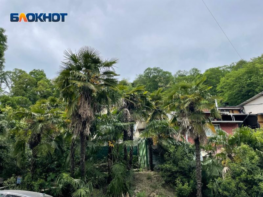 Пасмурно и дожди: какая погода ожидается в Сочи 