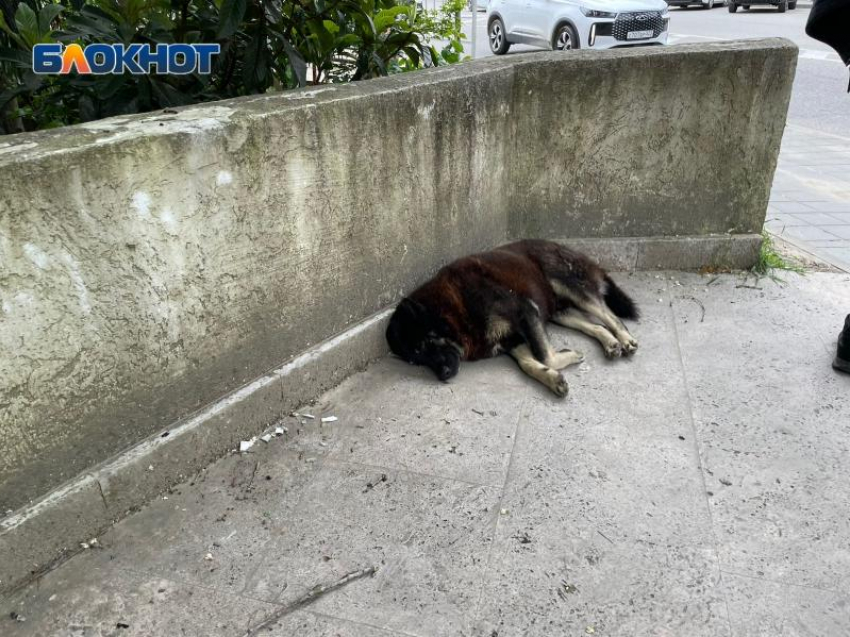 В 2 раза расширят муниципальный приют для бездомных животных в Сочи