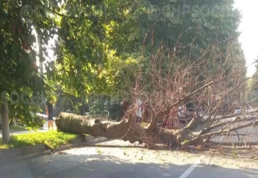 Огромное дерево рухнуло на проезжую часть в Сочи