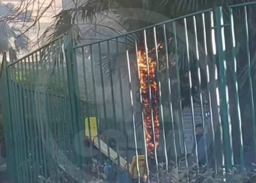 Дети сожгли пальму на игровой площадке в Сочи