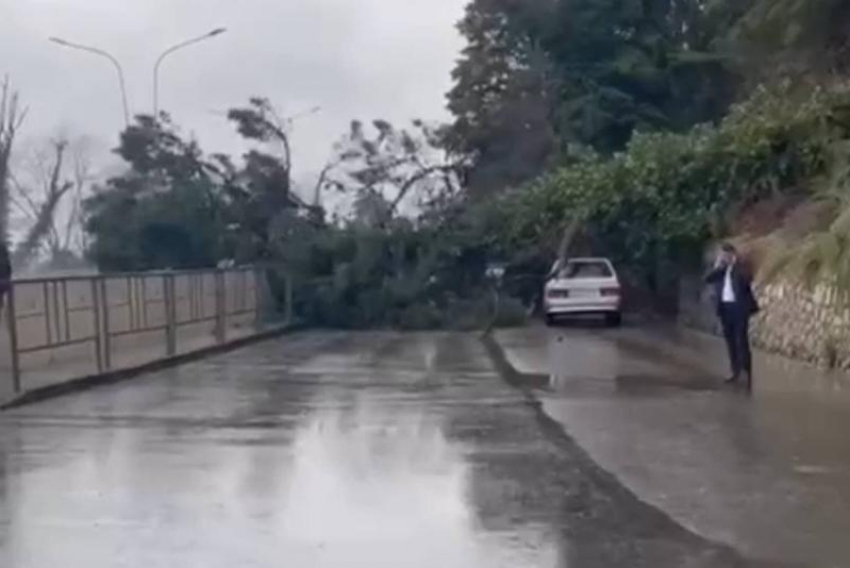 Упавшее дерево заблокировало движение на трассе в Сочи