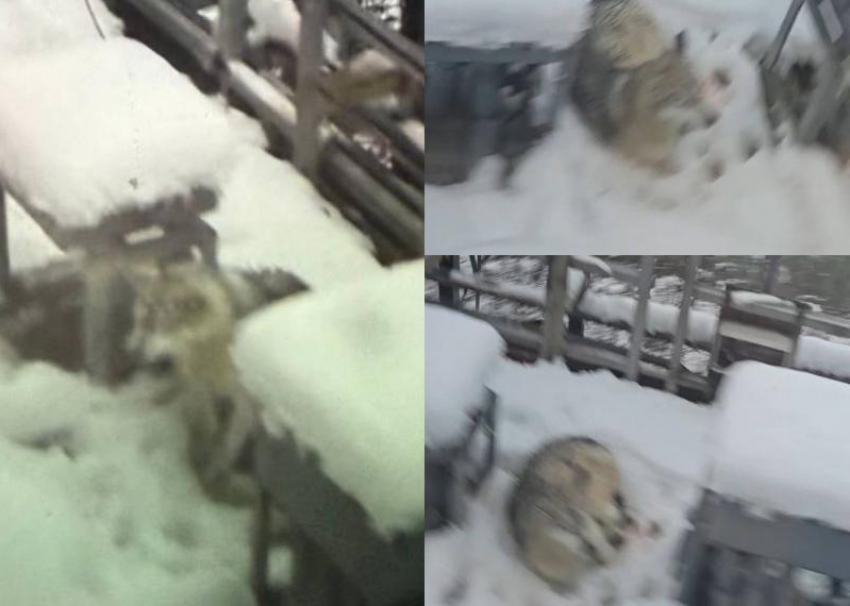  В Сочи «Ласточка» сбила волка, которого теперь некому спасти