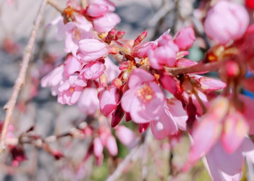 Японская вишня зацвела в Сочи