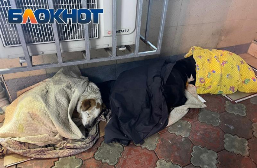 Власти Сочи приняли меры по вопросам бездомных животных