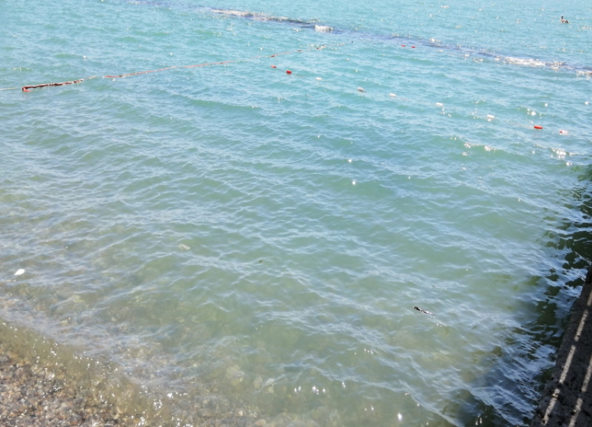 На сочинских пляжах отдыхающие плавают вместе с фекалиями