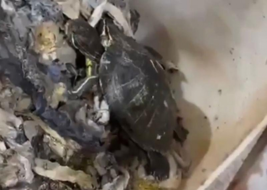Попавшую в канализацию домашнюю черепаху спасли в Сочи