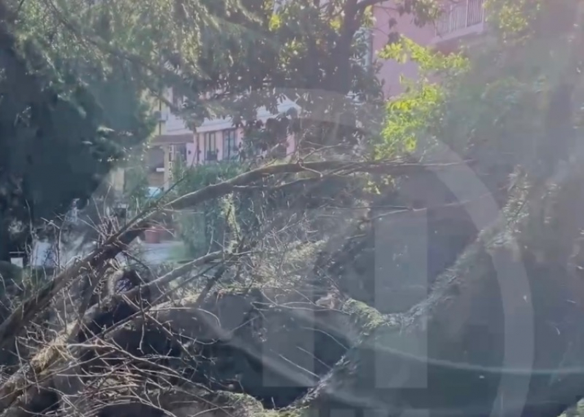 Огромное дерево рухнуло на жилой дом в Сочи