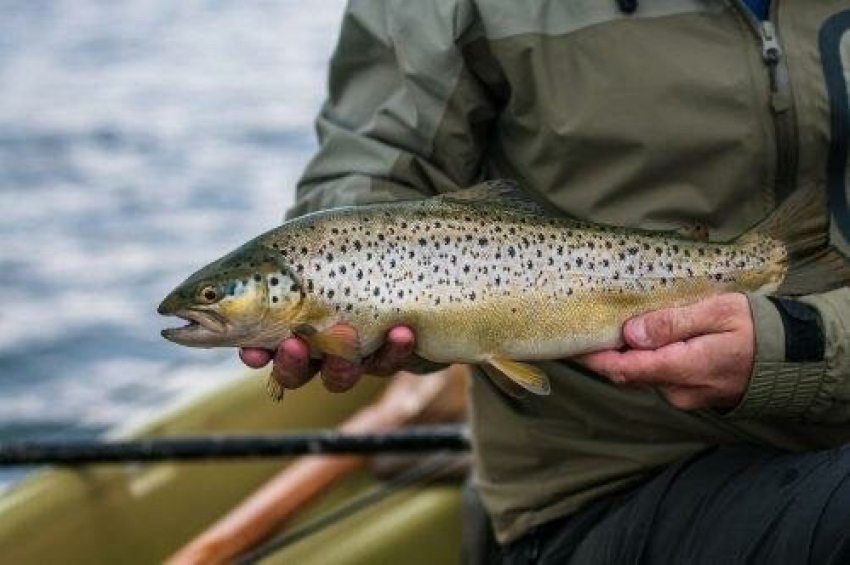 В горные реки Сочи выпустили мальков краснокнижной рыбы