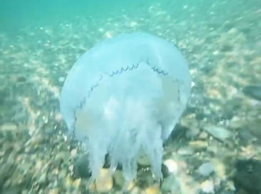 Гигантских медуз снова заметили у сочинских берегов 