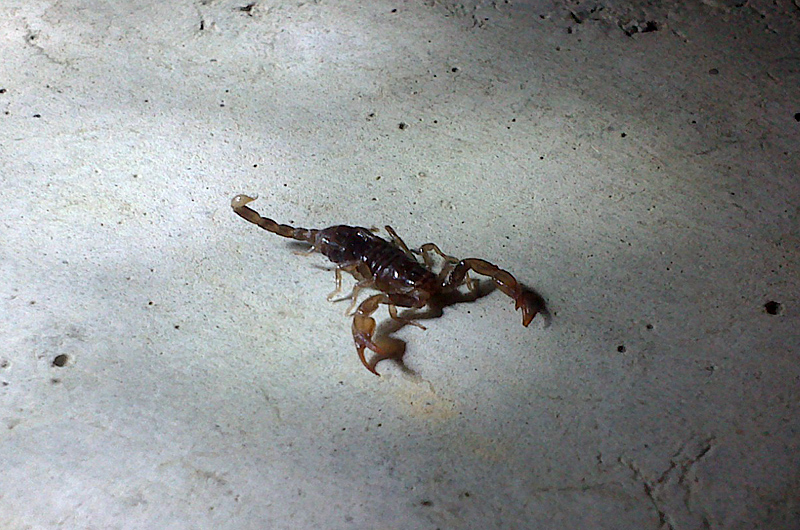 скорпионы в сочи замечен туристом.jpg
