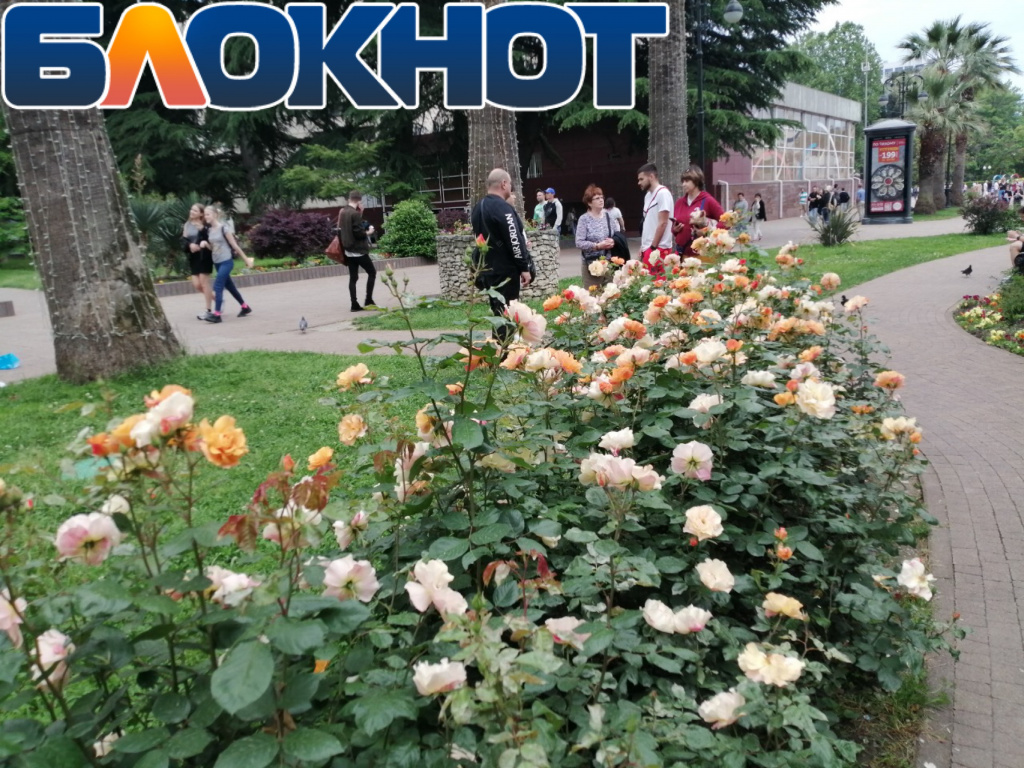 Город Сочи Краснодарский край цветущие деревья 